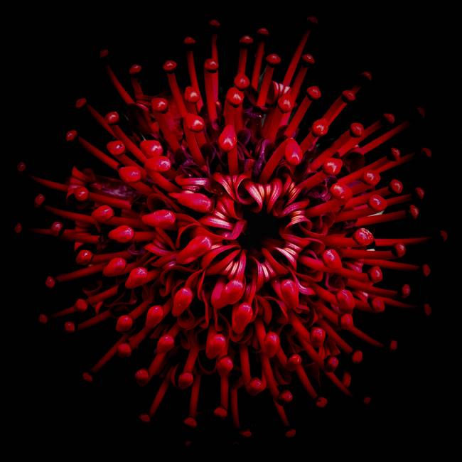 Australian Bush Flower Essences — deep red Waratah on black background